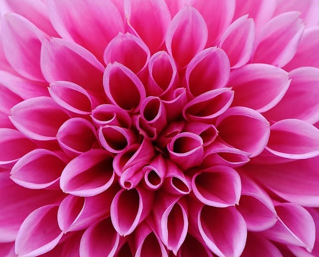 Guide d'achat : Créer un jardin floral luxuriant